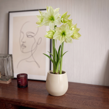 Amaryllis Lemon Grandise