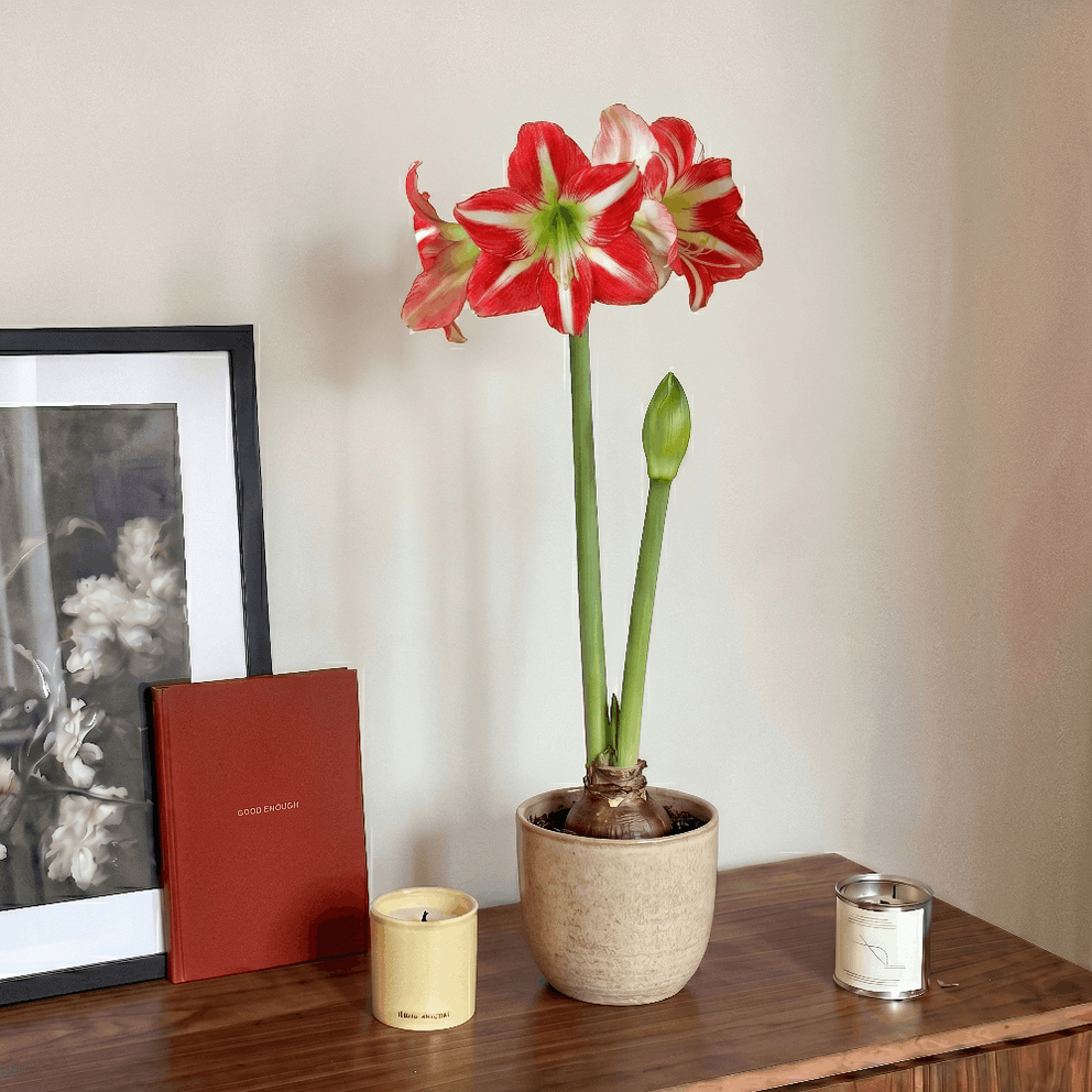 Amaryllis Electra