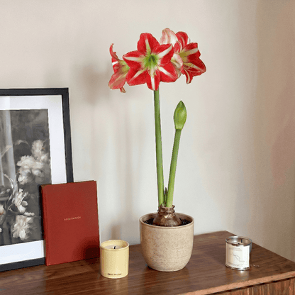 Amaryllis Electra