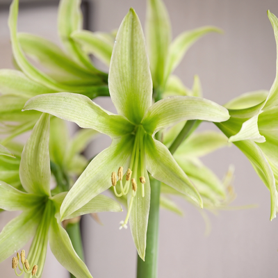 Amaryllis (Hippeastrum) Evergreen