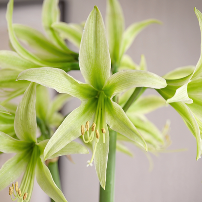 Green & White Designer Trio amaryllis set
