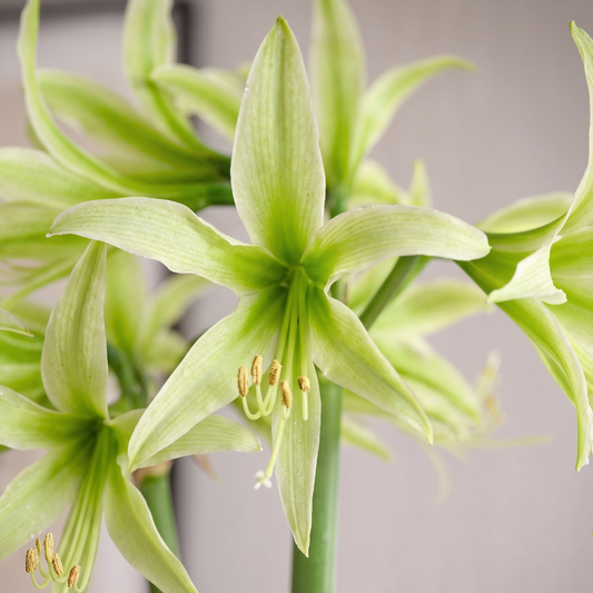 Amaryllis Evergreen