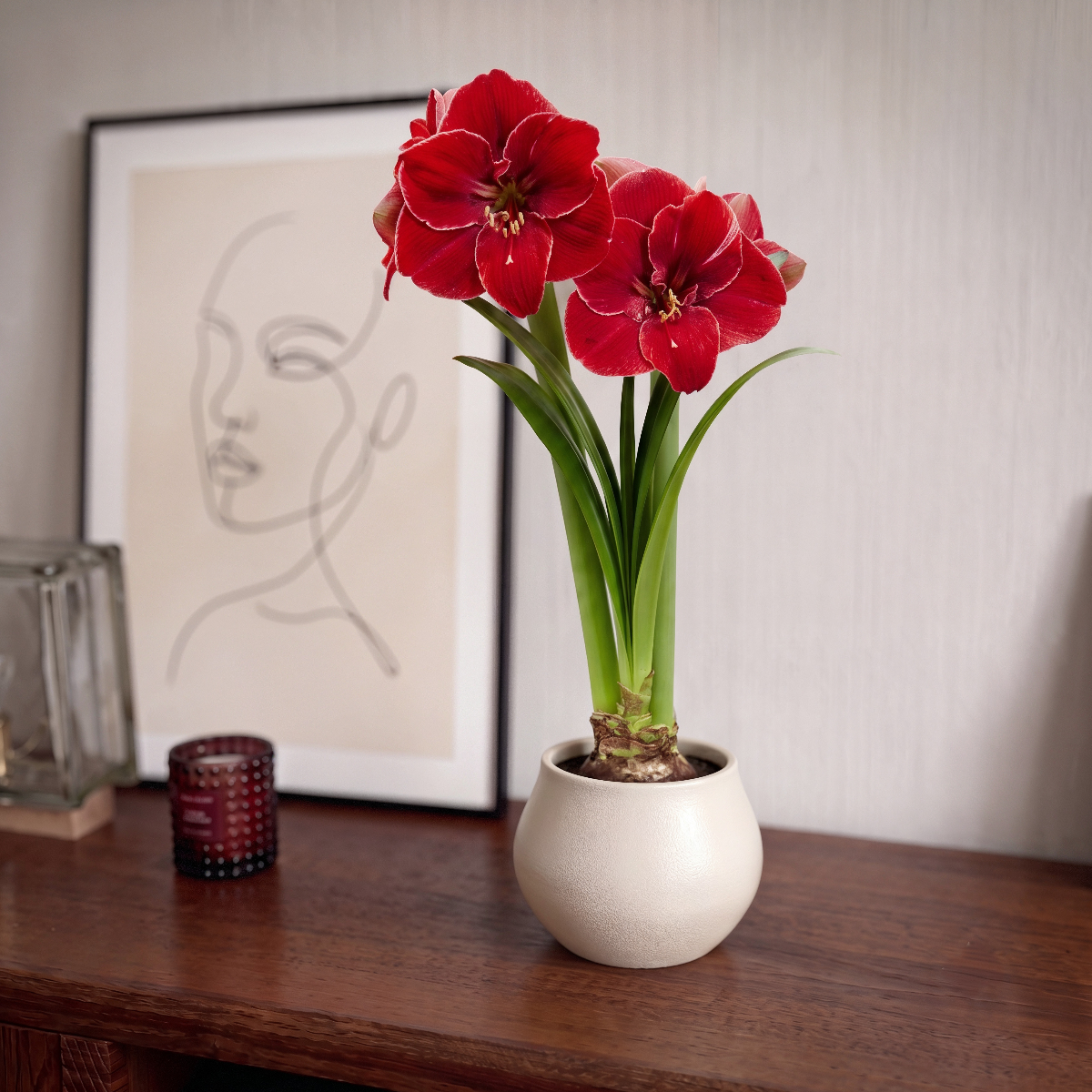 Amaryllis Magical Touch