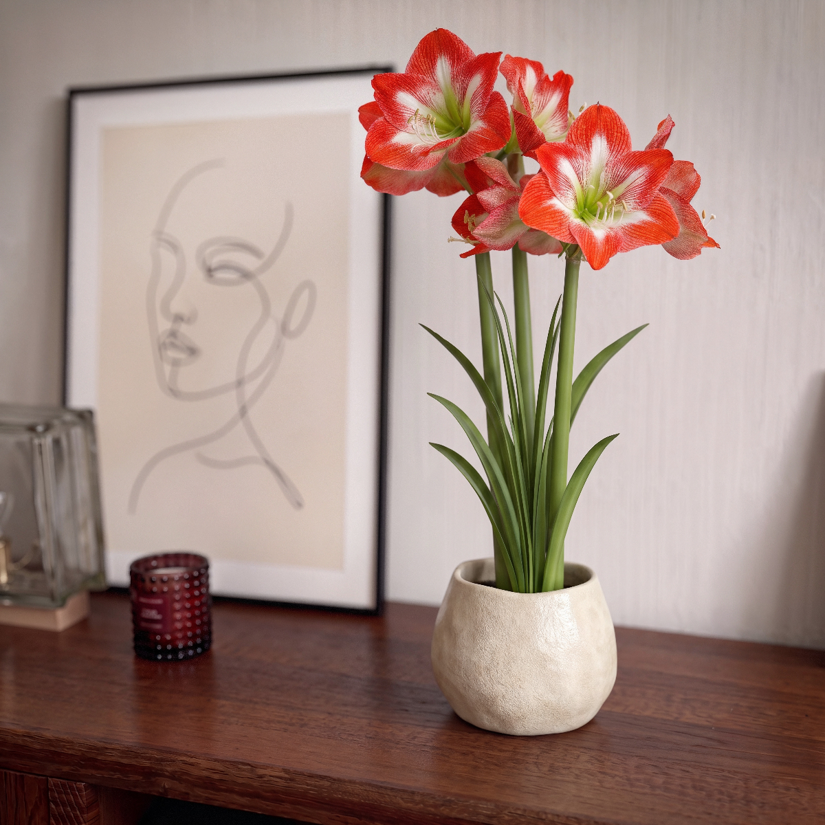 Amaryllis Minerva