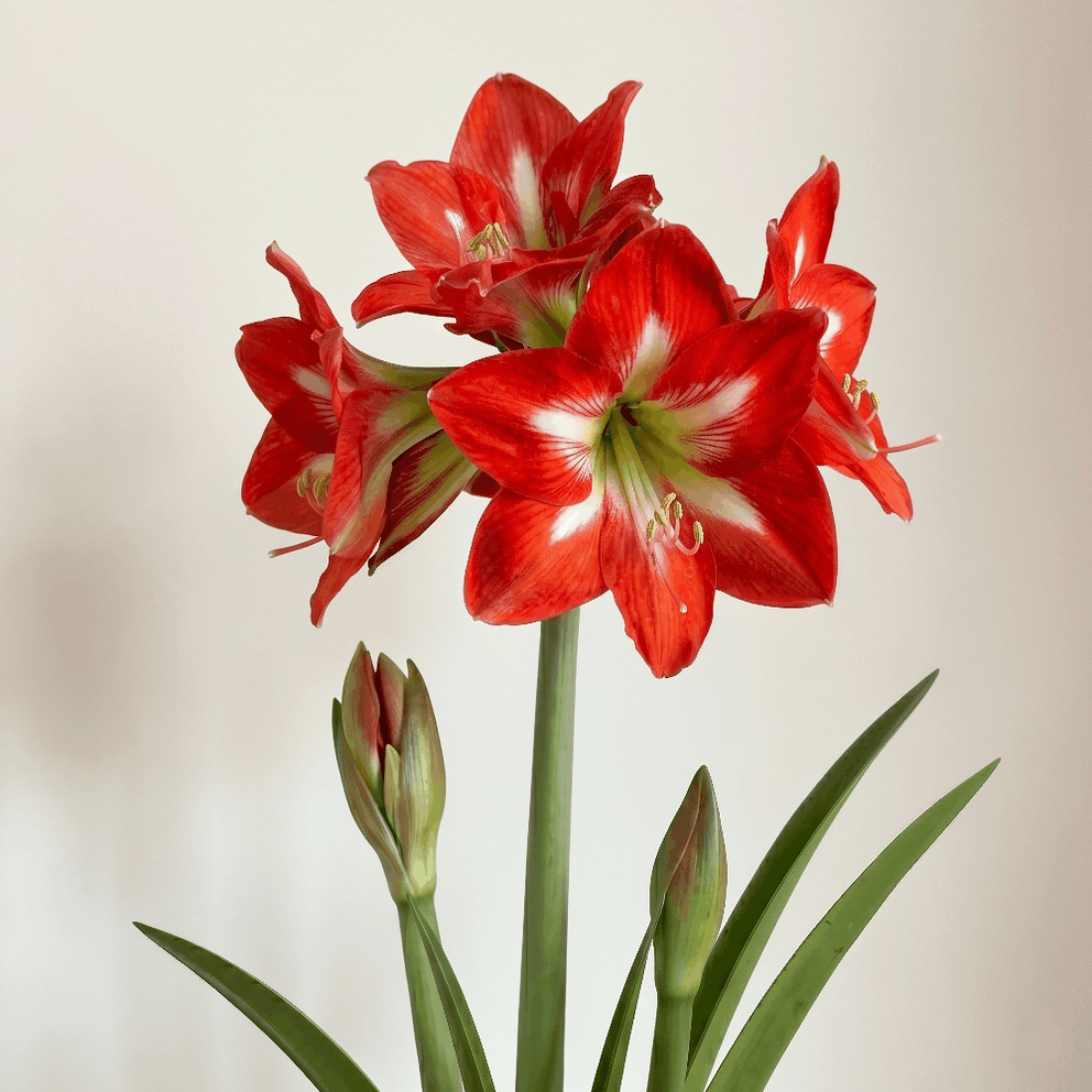 Amaryllis Christmas Star