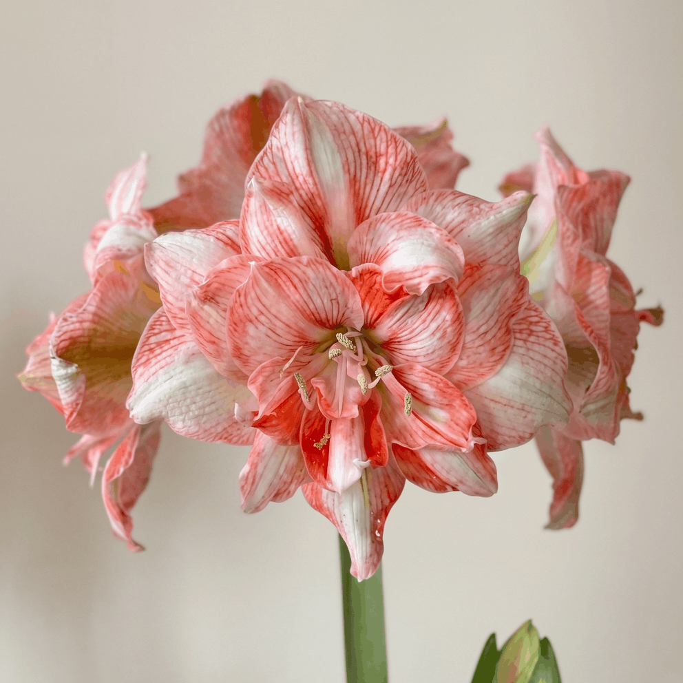 Amaryllis Lucky Nymph