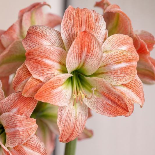 Amaryllis Giant Amadeus