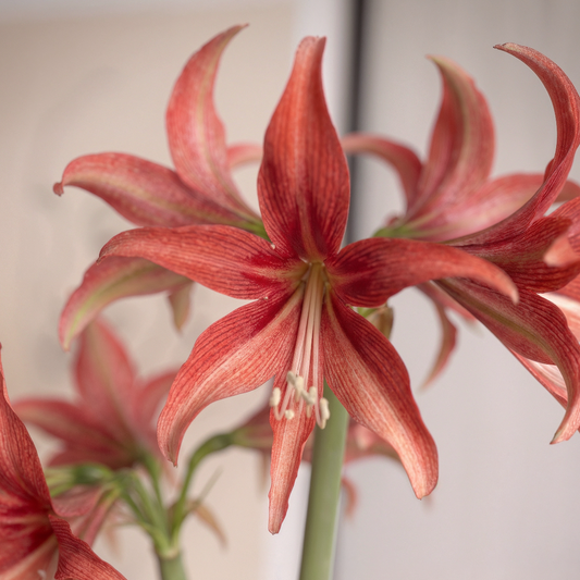 Amaryllis Quito