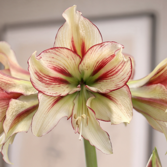 Amaryllis Dragonfly