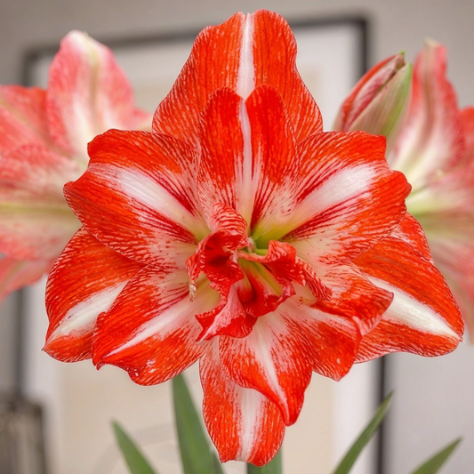 Amaryllis Razzmatazz