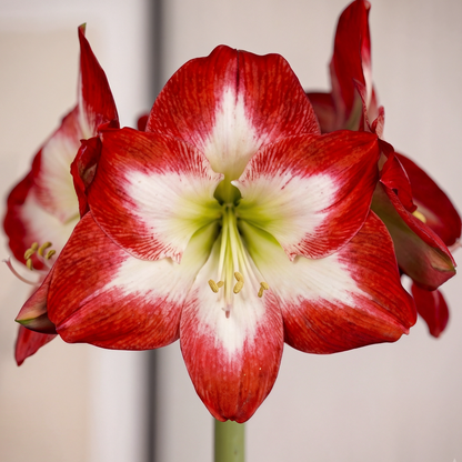 Amaryllis Shine Dream