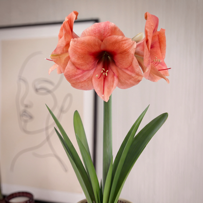 Amaryllis Bouquet
