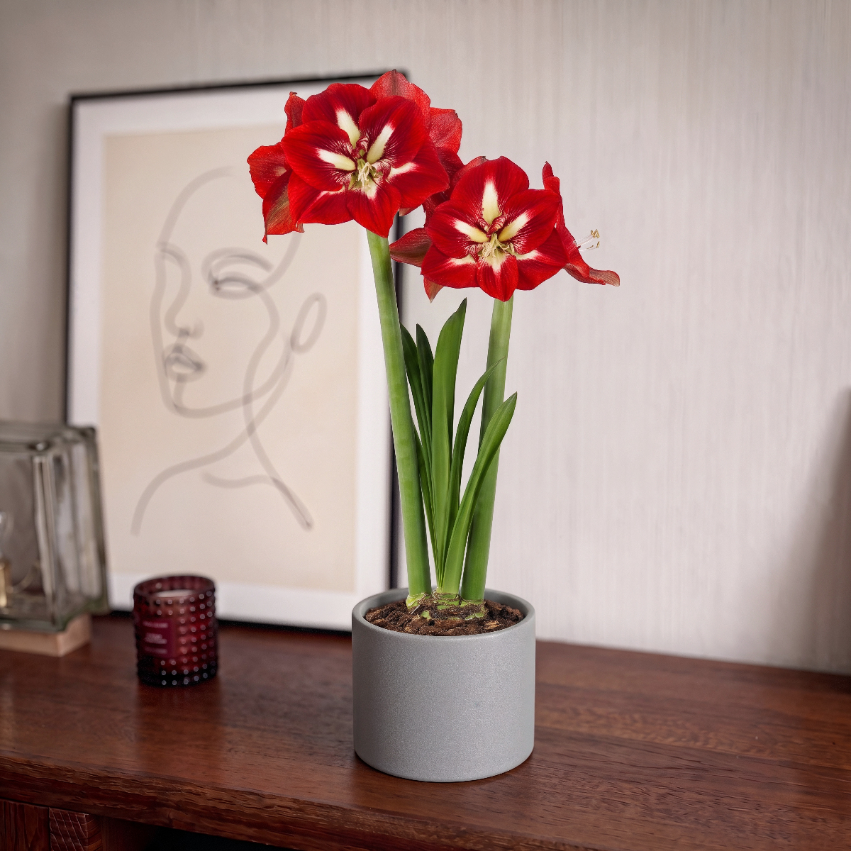 Amaryllis Barbados