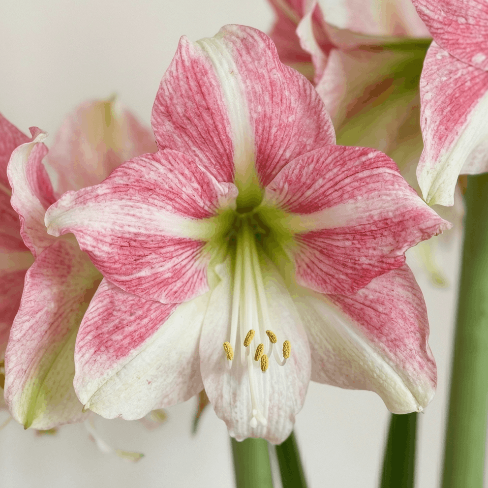 Amaryllis Duet Candy