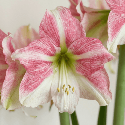 Amaryllis Duet Candy