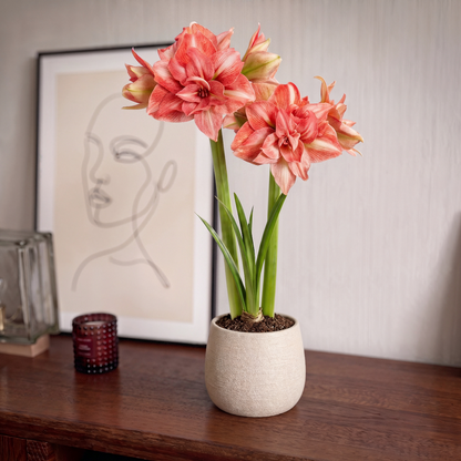 Amaryllis Balance
