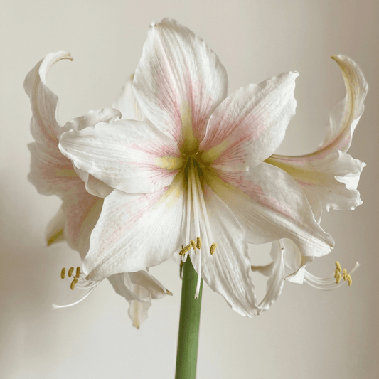 Amaryllis Marula