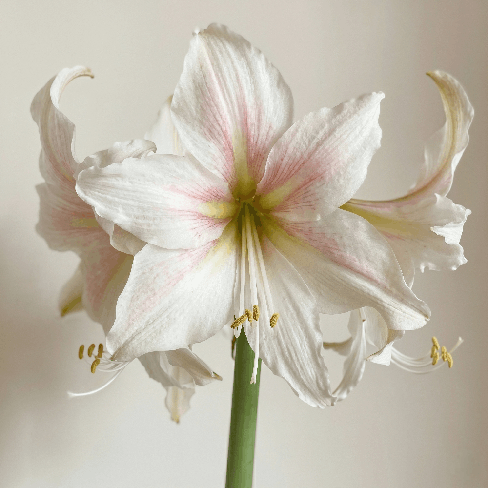 Amaryllis Marula