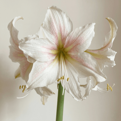 Amaryllis Marula