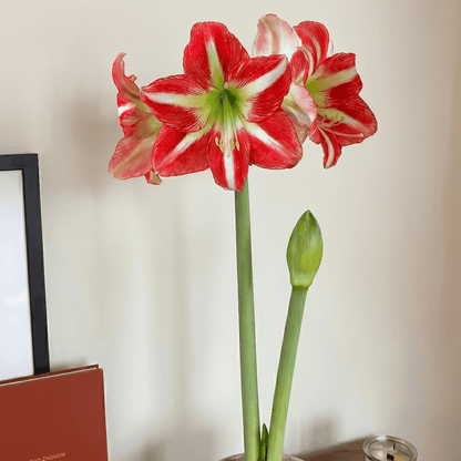 Amaryllis Electra