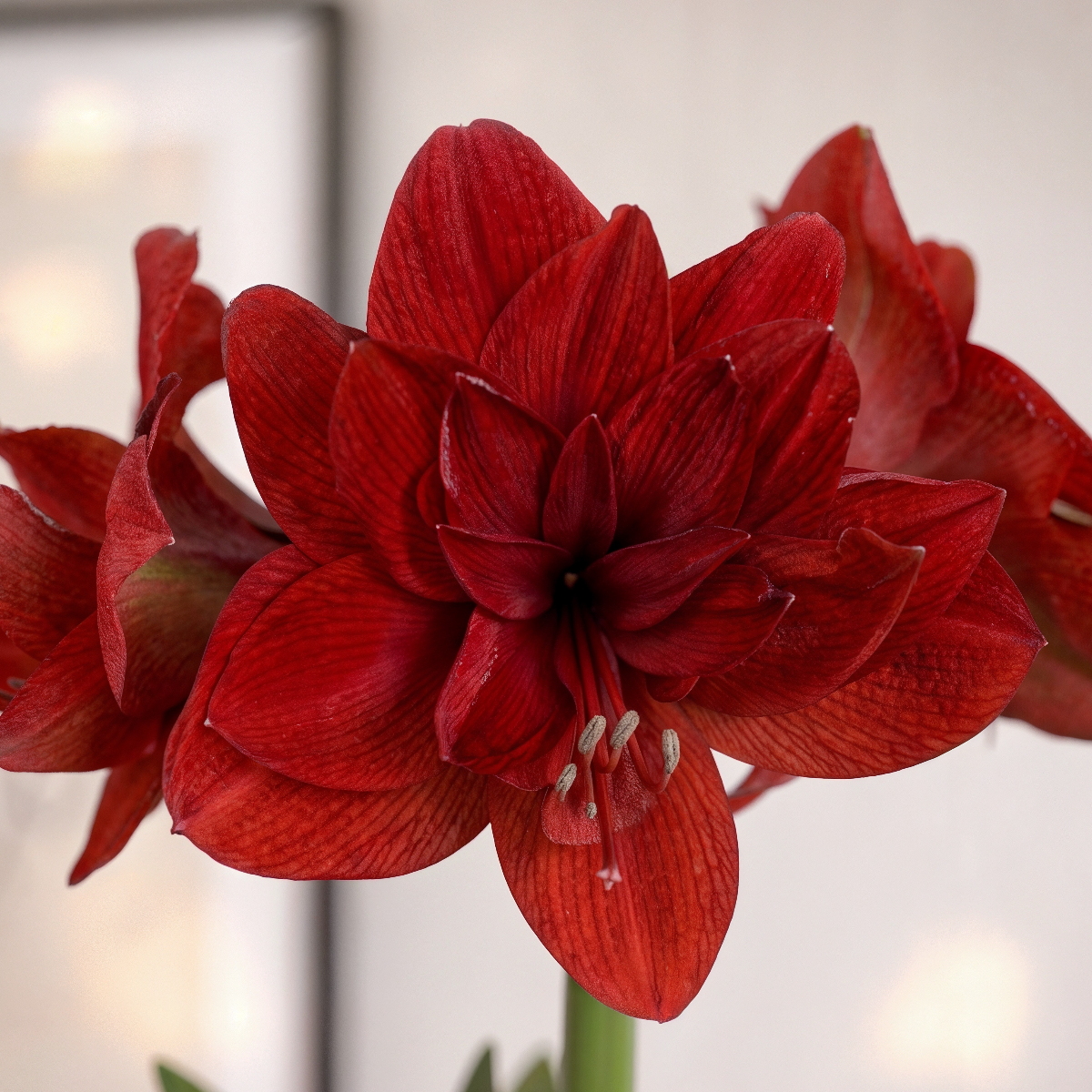 Amaryllis Red Glory