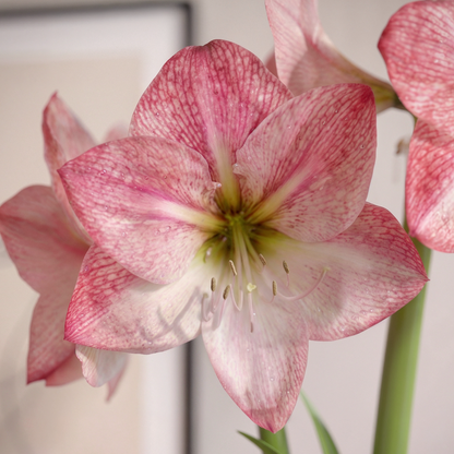 Amaryllis Blossom Grandise