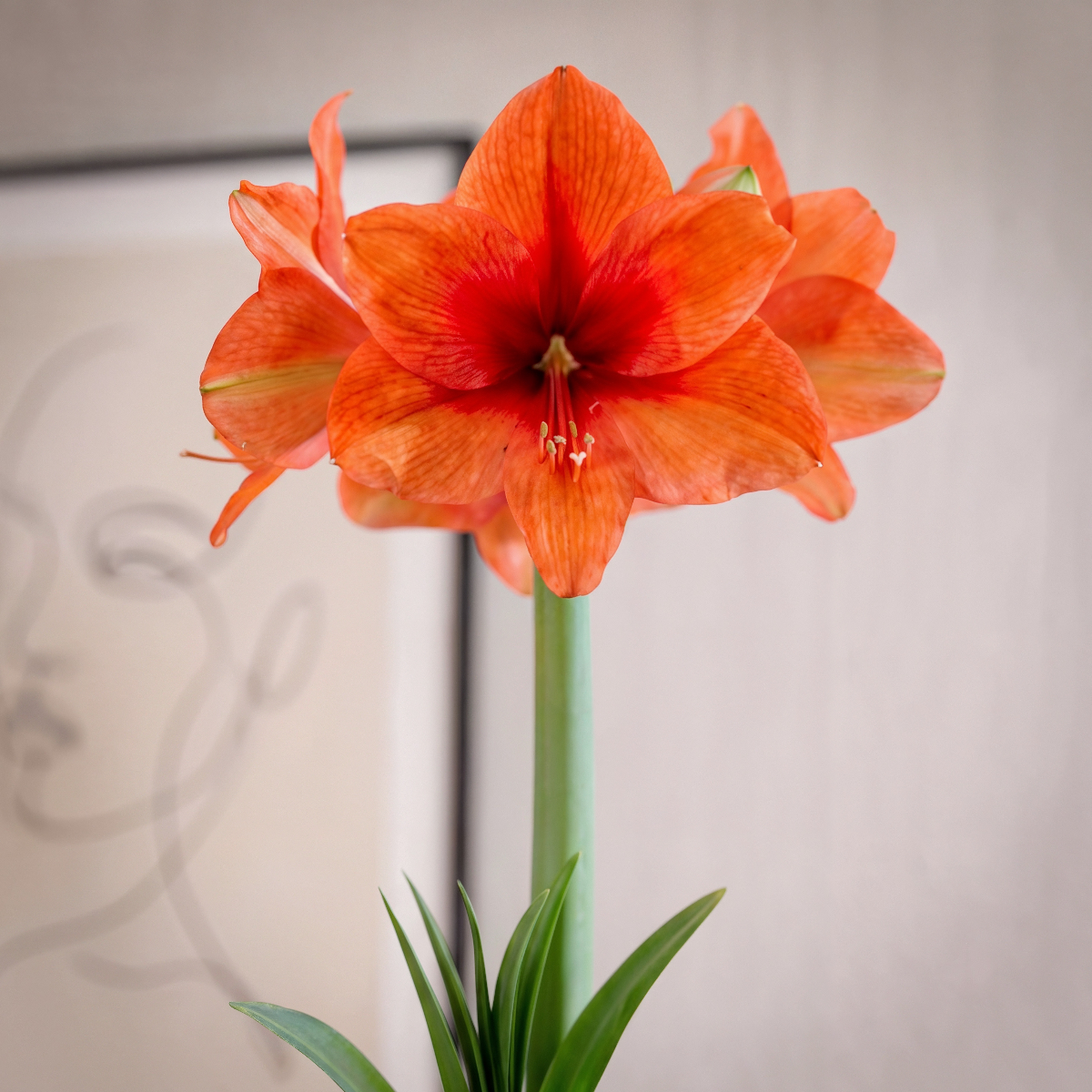 Amaryllis Gold Medal