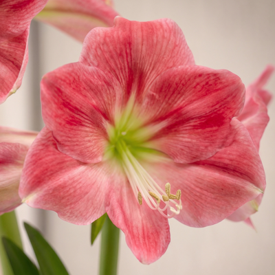 Amaryllis (Hippeastrum) Candy Floss