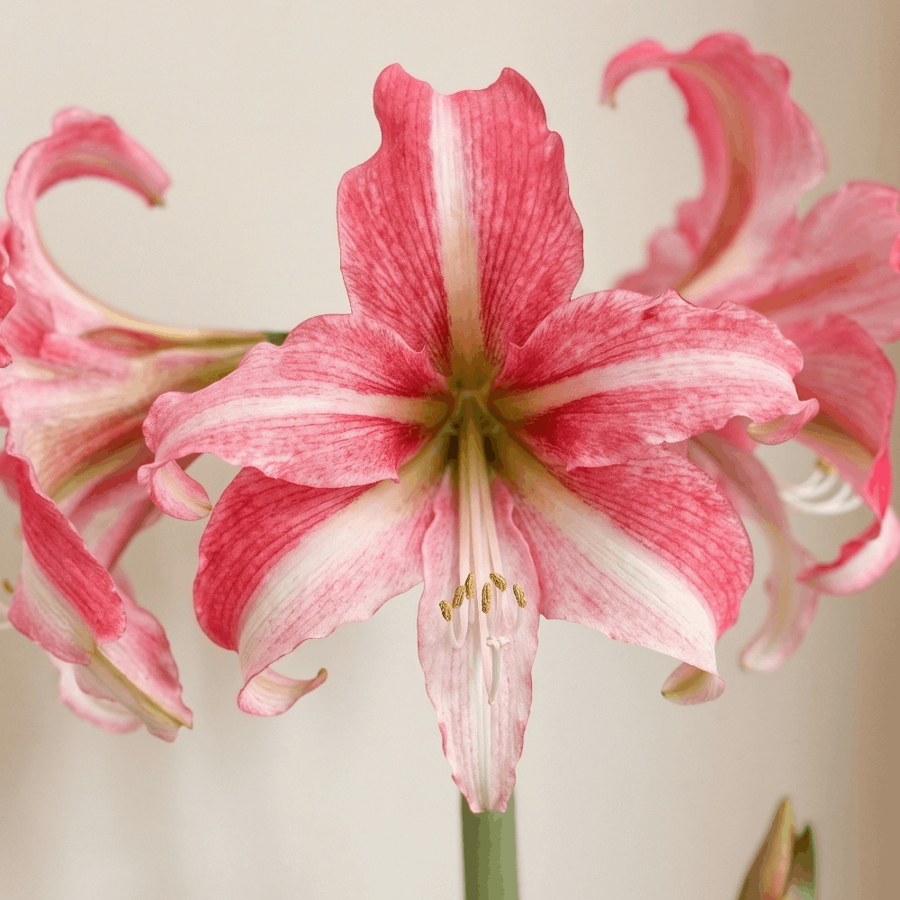 Amaryllis (Hippeastrum) Imbali