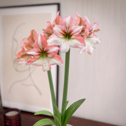Amaryllis Amore