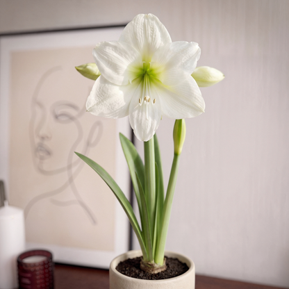 Amaryllis Casablanca