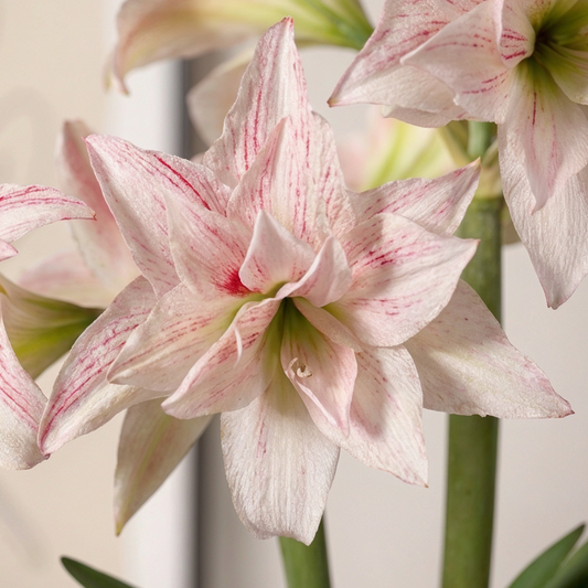 Amaryllis Pretty Amadeus