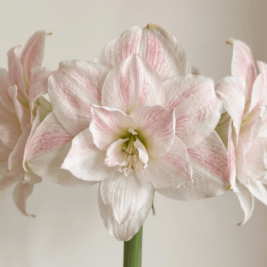 Amaryllis (Hippeastrum) Nr. 1567-1