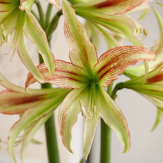 Amaryllis Emerald