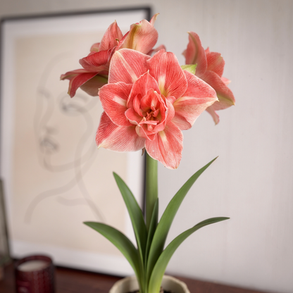 Amaryllis Lovely Nymph