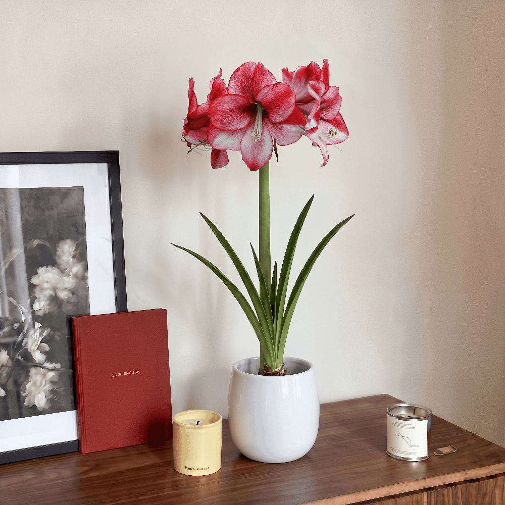 Amaryllis (Hippeastrum) Passie Dream