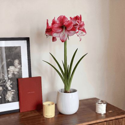 Amaryllis (Hippeastrum) Passie Dream