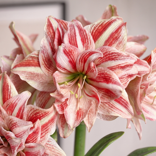 Amaryllis Dancing Queen