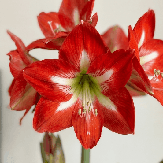 Amaryllis Christmas Star