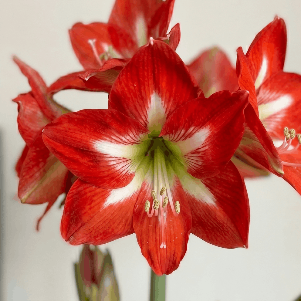 Amaryllis Christmas Star
