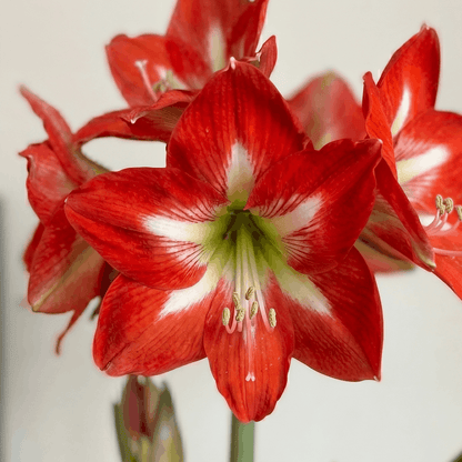 Amaryllis Christmas Star