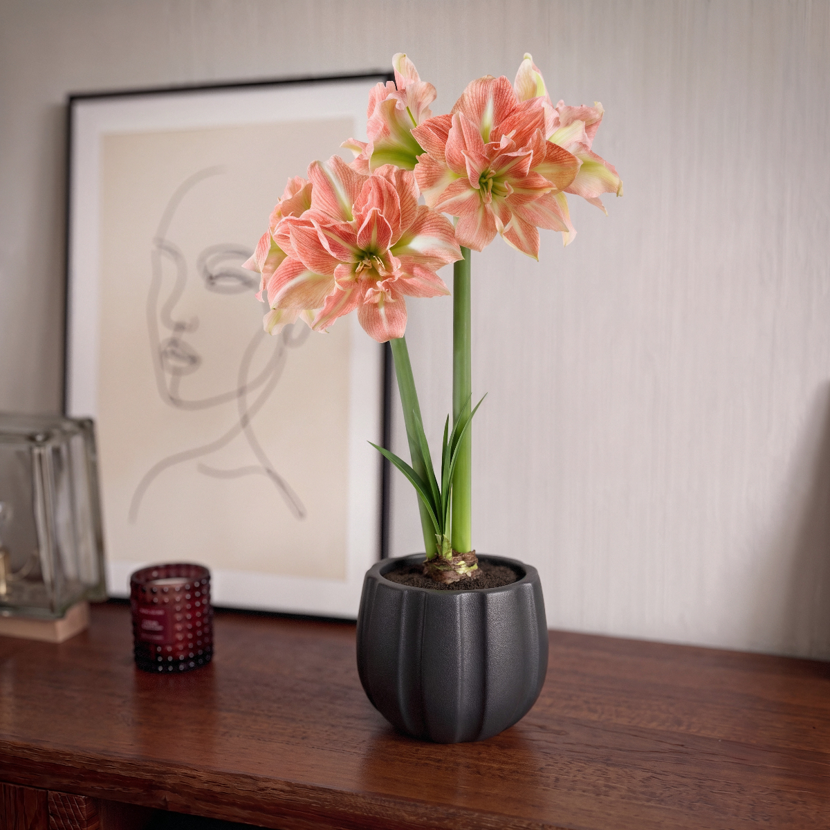Amaryllis Sweet Amadeus
