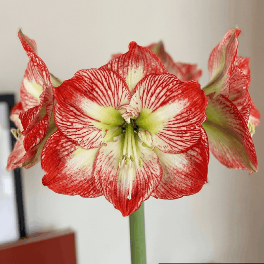 Amaryllis Mega Star