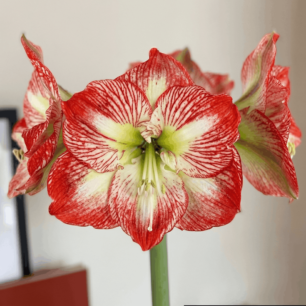 Amaryllis Mega Star
