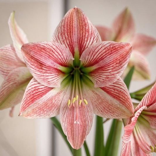 Amaryllis Exotic Star