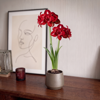 Amaryllis Rock-n-Roll