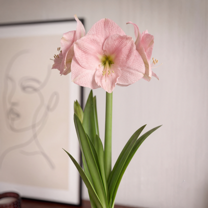 Amaryllis Reve