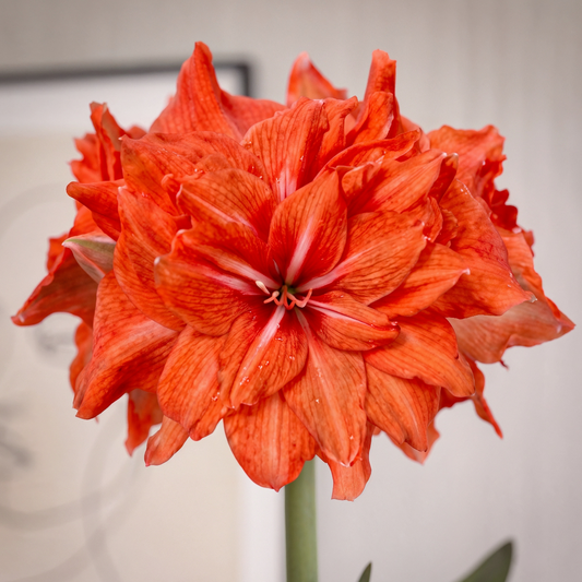 Amaryllis Double Circus