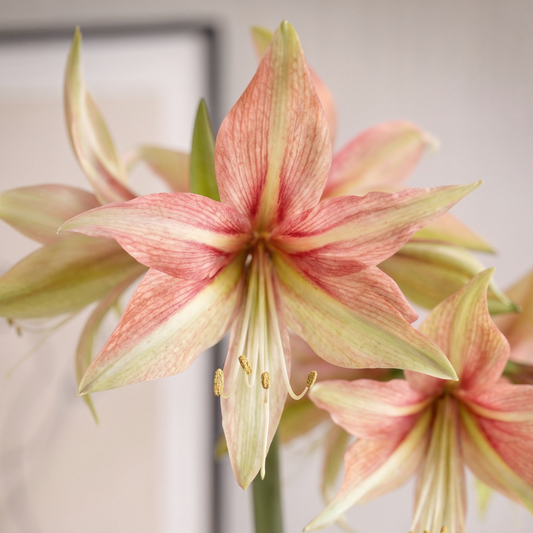 Amaryllis Dance Valley