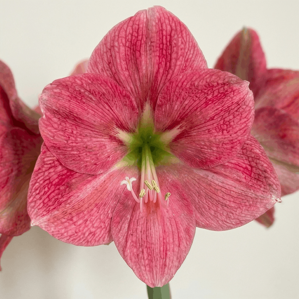 Amaryllis Breathless